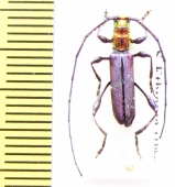 Euporus abyssinicus  Ethiopia - INSECTS-STORE.RU