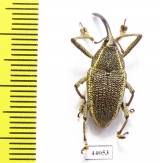 Curculionidae sp.  Costa Rica - INSECTS-STORE.RU