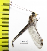 Ascalaphidae sp.  Zambia - INSECTS-STORE.RU