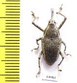 Curculionidae sp.  Costa Rica - INSECTS-STORE.RU