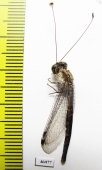 Ascalaphidae sp.  Zambia - INSECTS-STORE.RU