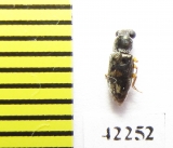 Salpingidae sp.  Peru - INSECTS-STORE.RU