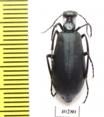 Cyaneolytta sp.  Senegal - INSECTS-STORE.RU