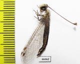 Ascalaphidae sp.  Zambia - INSECTS-STORE.RU