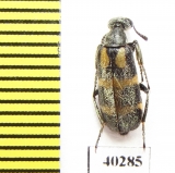 Meloidae sp.  Senegal - INSECTS-STORE.RU