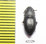 Tenebrionidae sp.  Angola - INSECTS-STORE.RU