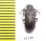 Tenebrionidae sp.  Angola - INSECTS-STORE.RU