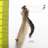 Ascalaphidae sp.  Zambia - INSECTS-STORE.RU