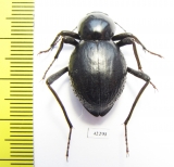 Tenebrionidae sp.  Angola - INSECTS-STORE.RU