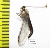 Ascalaphidae sp.  Zambia - INSECTS-STORE.RU