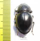 Tenebrionidae sp.  Namibia - INSECTS-STORE.RU