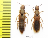 Platydracus pseudopaganus formosae  Taiwan - INSECTS-STORE.RU