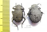 Alogenius cavifrons, pair  Namibia - INSECTS-STORE.RU
