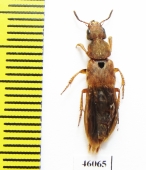 Platydracus pseudopaganus formosae  Taiwan - INSECTS-STORE.RU