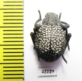 Alogenius cavifrons  Namibia - INSECTS-STORE.RU