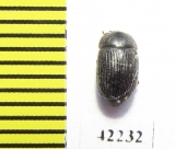 Tenebrionidae sp.  Namibia - INSECTS-STORE.RU