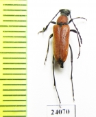 Anastrangalia montana  Turkey - INSECTS-STORE.RU