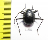 Tenebrionidae sp.  Namibia - INSECTS-STORE.RU