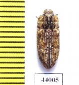 Trogossitidae sp.  Tanzania - INSECTS-STORE.RU