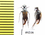 Ripiphoridae, Macrosiagon sp., pair  Argentina - INSECTS-STORE.RU
