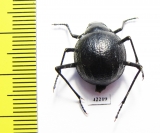 Tenebrionidae sp.  Namibia - INSECTS-STORE.RU