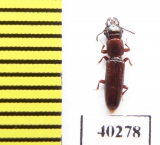 Prostomidae sp.  Indonesia, Sumatra - INSECTS-STORE.RU