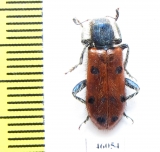 Trichodes octopunctatus  Spain - INSECTS-STORE.RU