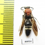 Mutillidae sp.  Taiwan - INSECTS-STORE.RU