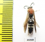 Mutillidae sp.  Taiwan - INSECTS-STORE.RU