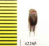 Ripiphoridae sp.  Indonesia, Sumatra - INSECTS-STORE.RU