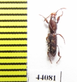 Brentidae sp.  Thailand - INSECTS-STORE.RU