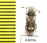 Anthribidae sp.  Thailand - INSECTS-STORE.RU