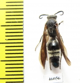 Mutillidae sp.  Taiwan - INSECTS-STORE.RU
