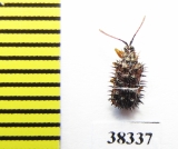 Chrysomelidae sp.  South Africa Rep. - INSECTS-STORE.RU