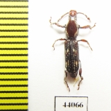 Brentidae sp.  Thailand - INSECTS-STORE.RU