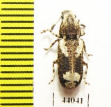 Anthribidae sp.  Thailand - INSECTS-STORE.RU