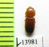 Salpingidae sp.  Peru - INSECTS-STORE.RU