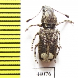 Anthribidae sp.  Thailand - INSECTS-STORE.RU