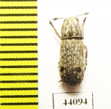 Anthribidae sp.  Thailand - INSECTS-STORE.RU