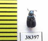 Cleridae sp.  South Africa Rep. - INSECTS-STORE.RU