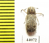 Anthribidae sp.  Thailand - INSECTS-STORE.RU