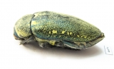 Julodis bleusei  Morocco - INSECTS-STORE.RU