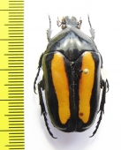 Clerota boddhisatva  Thailand - INSECTS-STORE.RU