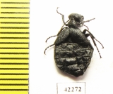 Meloe ? rugosus  Georgia - INSECTS-STORE.RU