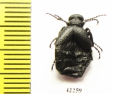 Meloe ? rugosus  Georgia - INSECTS-STORE.RU