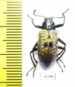 Tenebrionidae sp.  Peru - INSECTS-STORE.RU