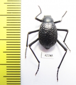 Adesmia anomala dejeani  Mongolia - INSECTS-STORE.RU