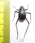 Adesmia anomala dejeani  Mongolia - INSECTS-STORE.RU