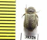 Maechidius sp.  Indonesia, Papua - INSECTS-STORE.RU