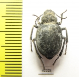 Thriptera longipilis  Tajikistan - INSECTS-STORE.RU